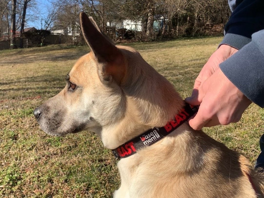Dog Collar