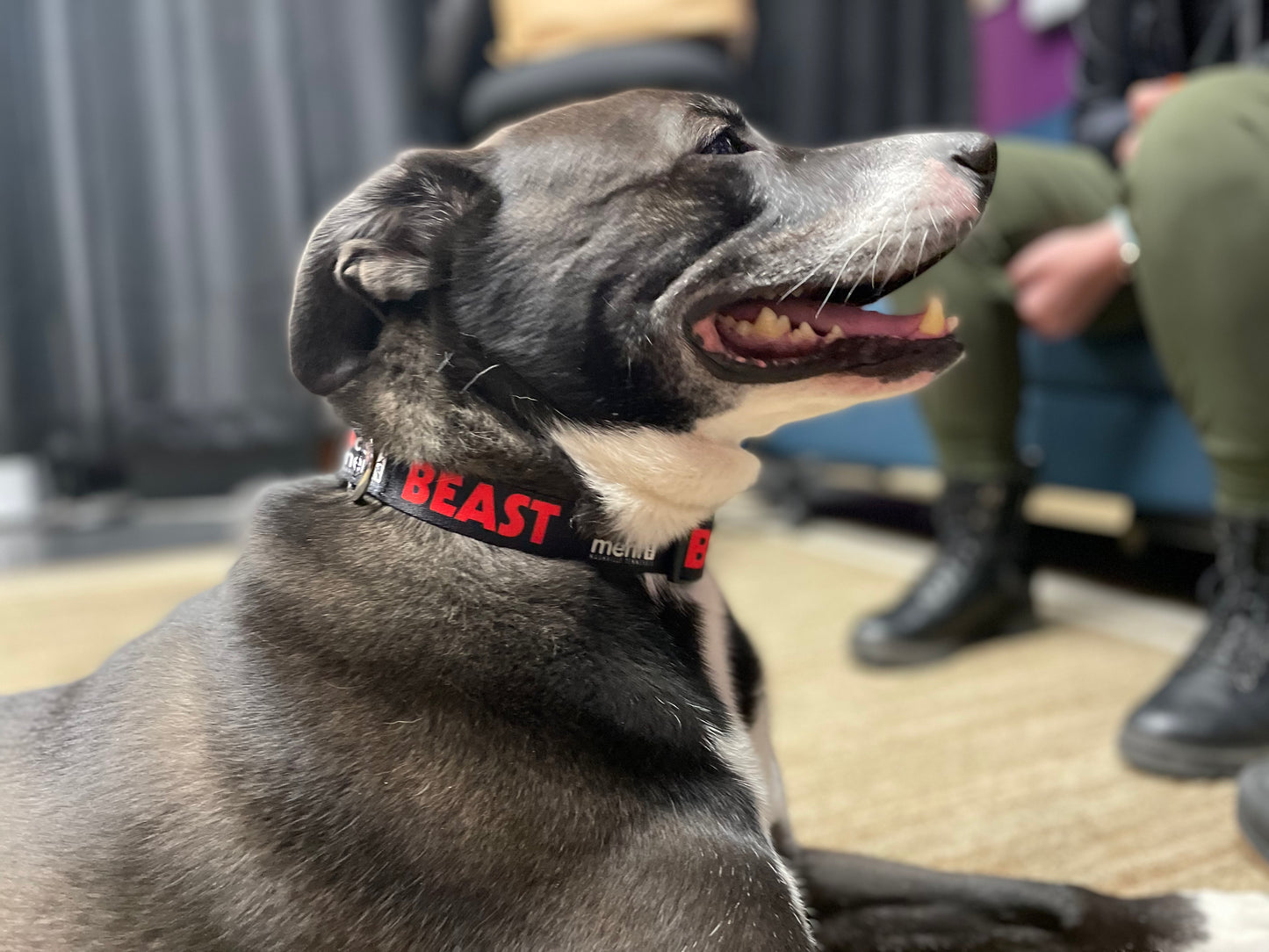 Dog Collar
